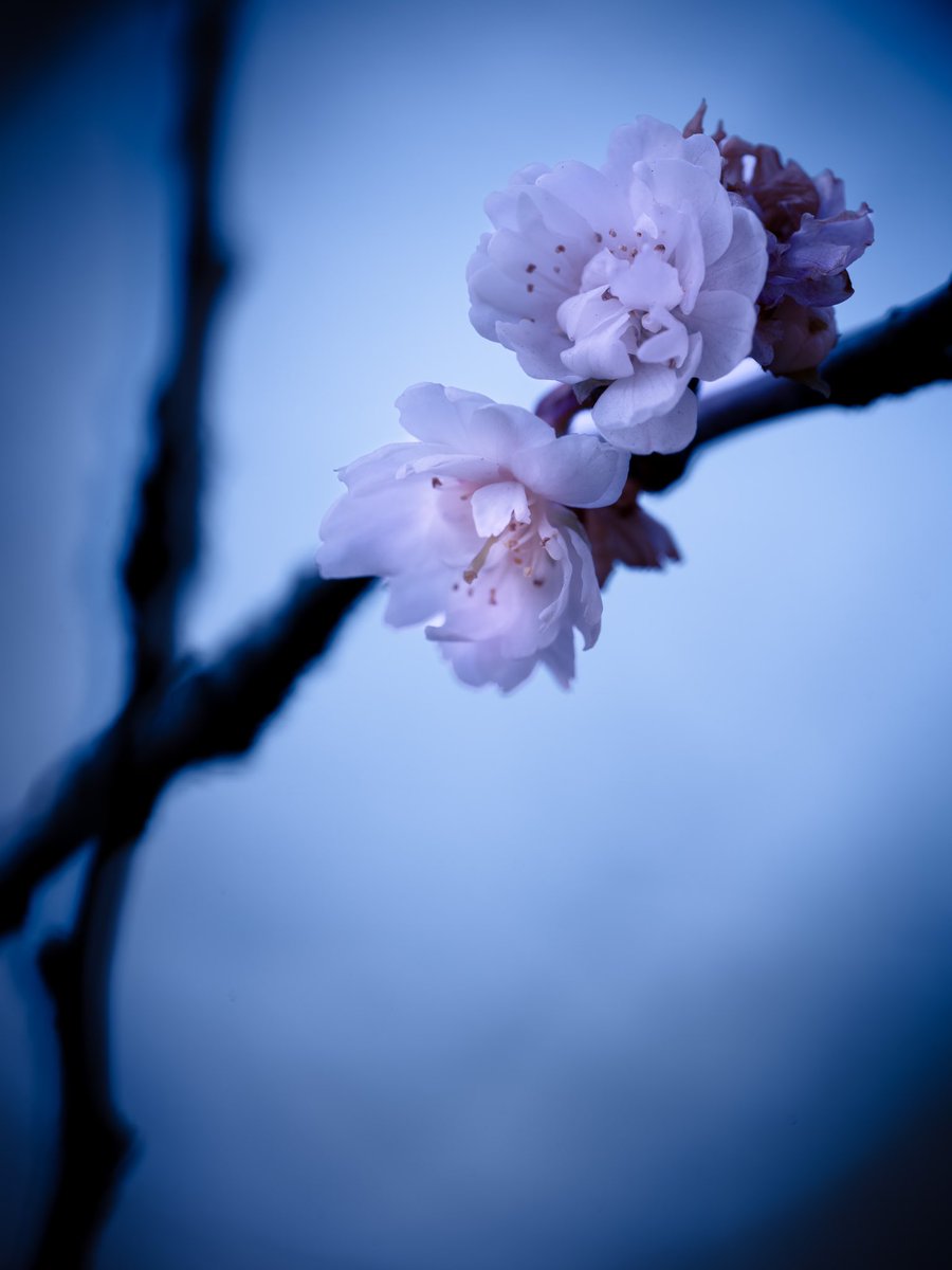 Takao 子福桜 コブクザクラが咲いていました シナミザクラとヒガンザクラ系の桜の交配種と言われています バラ科 冬桜の１つです 花一輪に1 5本のめしべがあり１つの花 からたくさんの実が成ります このため子宝に恵まれる子福桜と名づけられました