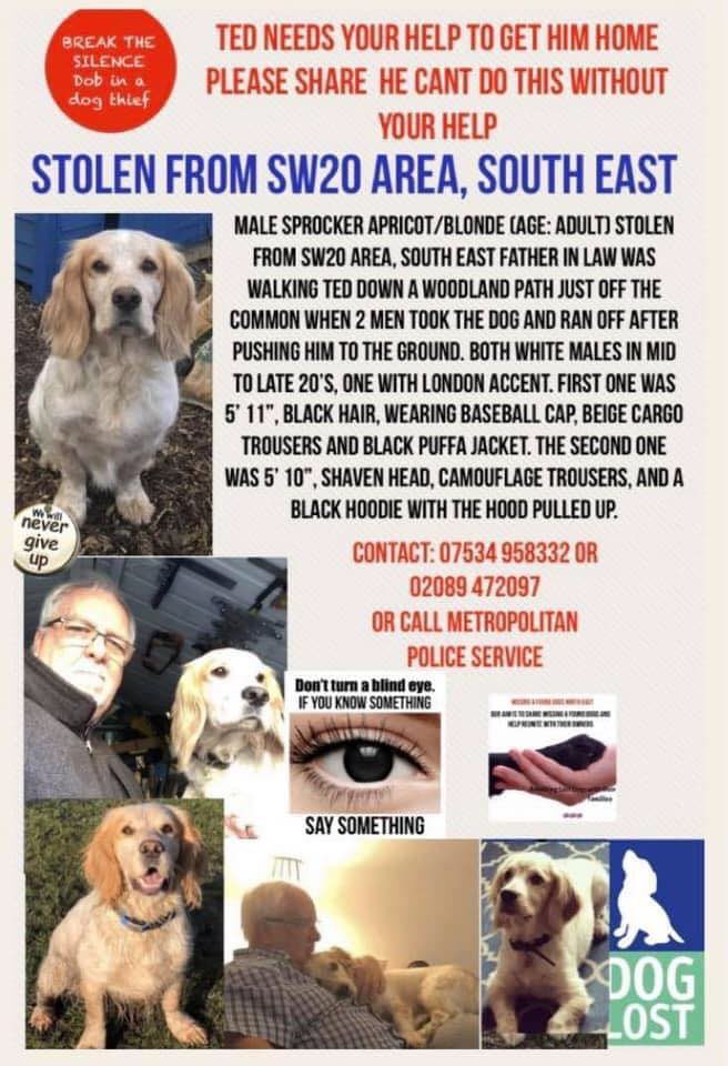 As a family we have pulled together every last penny available to increase cash reward to £5,000 for Teds safe return.  
Pls help us by sharing his picture &amp; making him too hot to handle! All we want is our sweet boy home! 
Pls call 07931737047/07534958332 if you have any info.