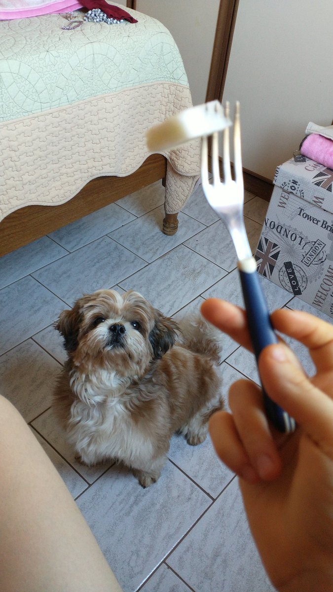 Apresento a vocês o Frederico, que me seguiu até o meu quarto por causa de um pedaço de melão.
