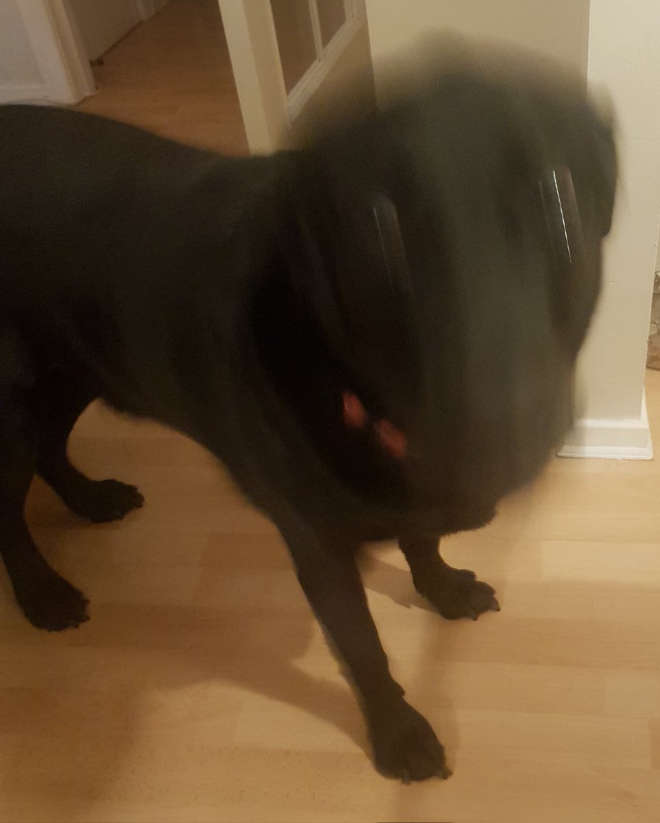 Sarah_KBrown's tweet photo. He was so excited to be an honorary member of #TeamCVR for the day that he couldn't contain the zoomies long enough for a photo 🐾
#dogsoftwitter #labradorproblems https://t.co/HCHMZTapcy