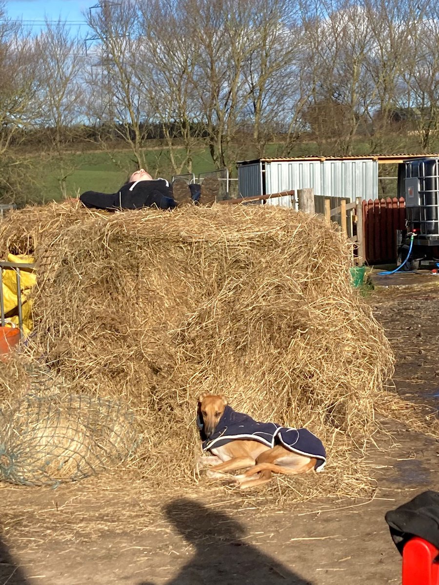 HopefieldsEd's tweet photo. It was a farm day today and all mucked in (!!!) to get the job done. Some bunny hugs kept us warm. @D4VEP #SmilingChildren #ThisIsAP https://t.co/SfzDfsWnan