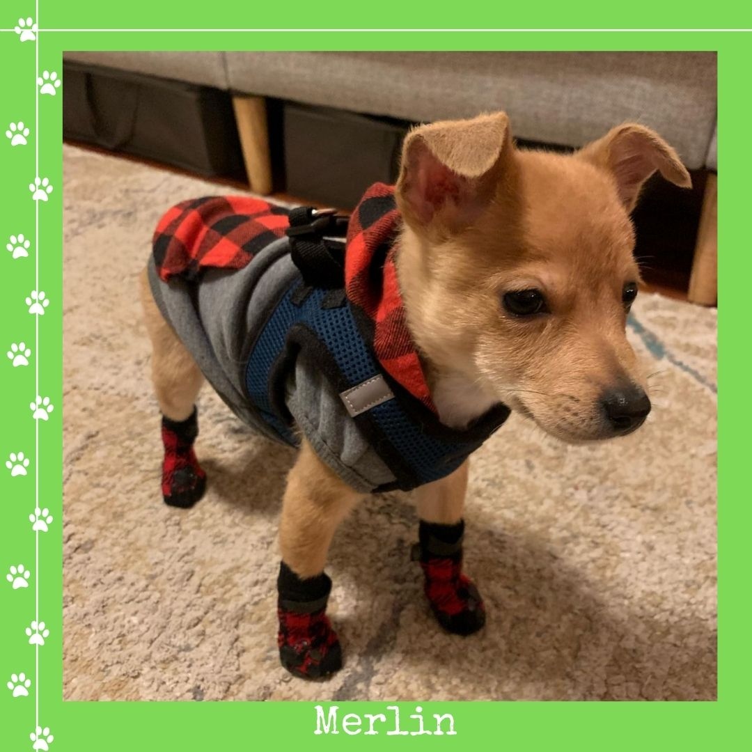 CARE pup Sunny, now known as Merlin, all ready to get used to some NY winters ❄️.