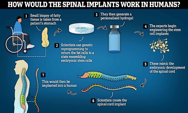 CureDisease's tweet photo. Scientists create 3D spinal cord implants to help paralyzed mice walk
https://t.co/4uK1WDVVMU #animalresearch #mouseresearch https://t.co/8V7vQvdCVj