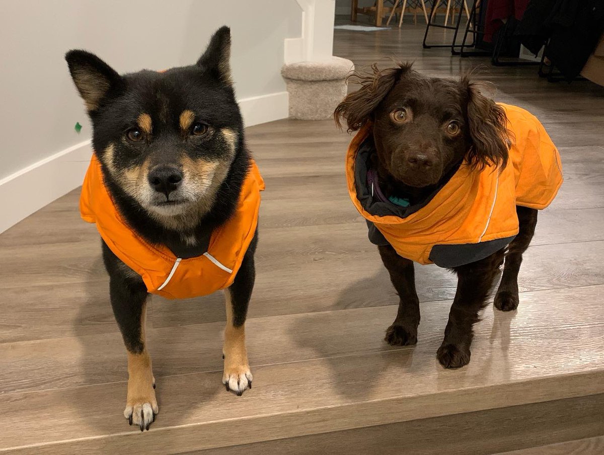 carolma46's tweet photo. Some more dog pictures— her name is Taya and we rescued her from a puppy mill! She’s very nervous and hates men, and has bitten me twice (but also loves me and won’t let me leave the room without her). Tomo is annoyed that she eats all his food but they’re getting along fine https://t.co/xDKMXuooDb