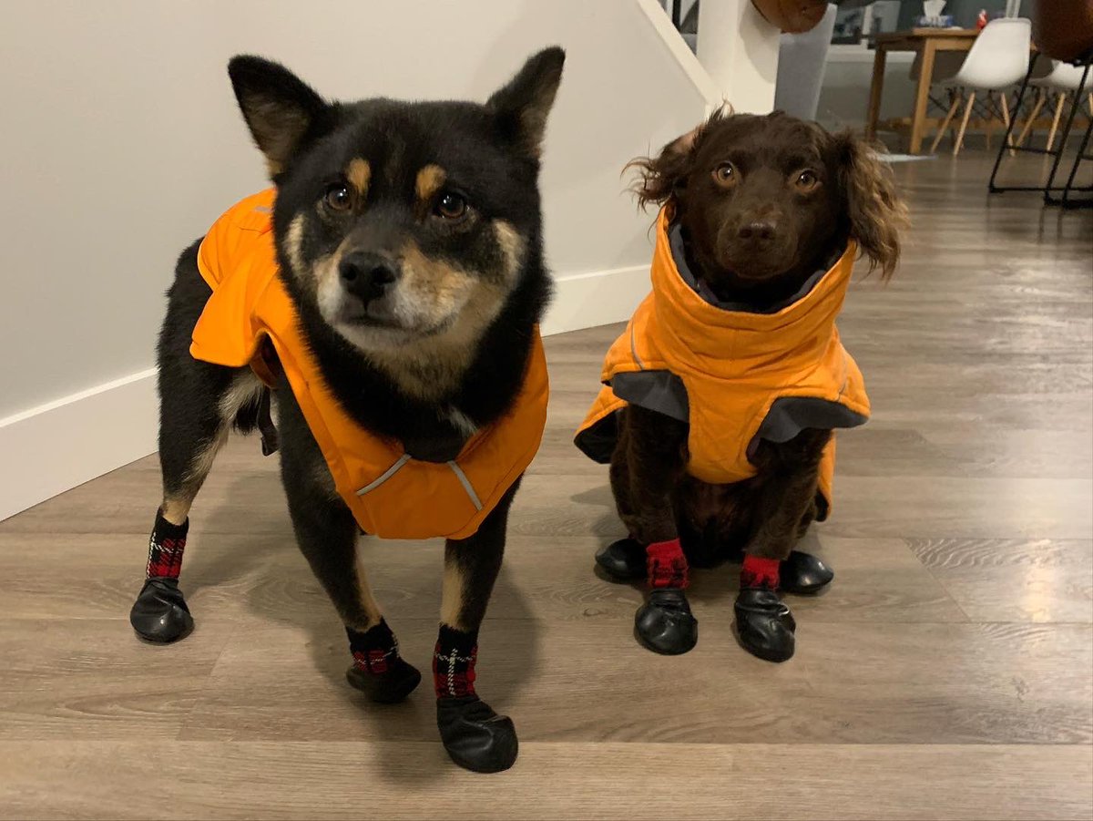 carolma46's tweet photo. Some more dog pictures— her name is Taya and we rescued her from a puppy mill! She’s very nervous and hates men, and has bitten me twice (but also loves me and won’t let me leave the room without her). Tomo is annoyed that she eats all his food but they’re getting along fine https://t.co/xDKMXuooDb