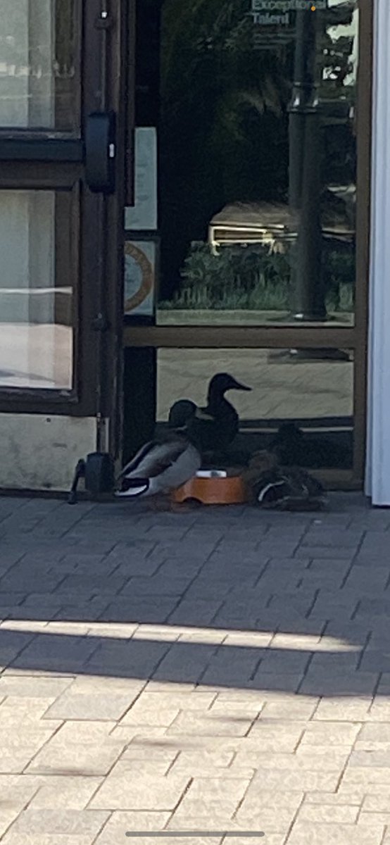 HearMeRoar53881's tweet photo. Duck bowl!! 🦆🦆🦆#thingsiseeatwork https://t.co/1xQgR8qr5V