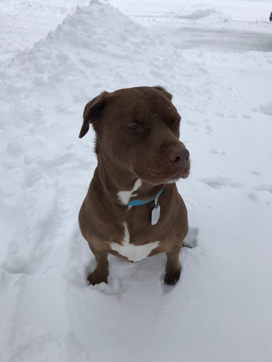 ChannelOhio's tweet image. We hope everyone has been enjoying the snow as much as our furry friends have! 🐾❄️
