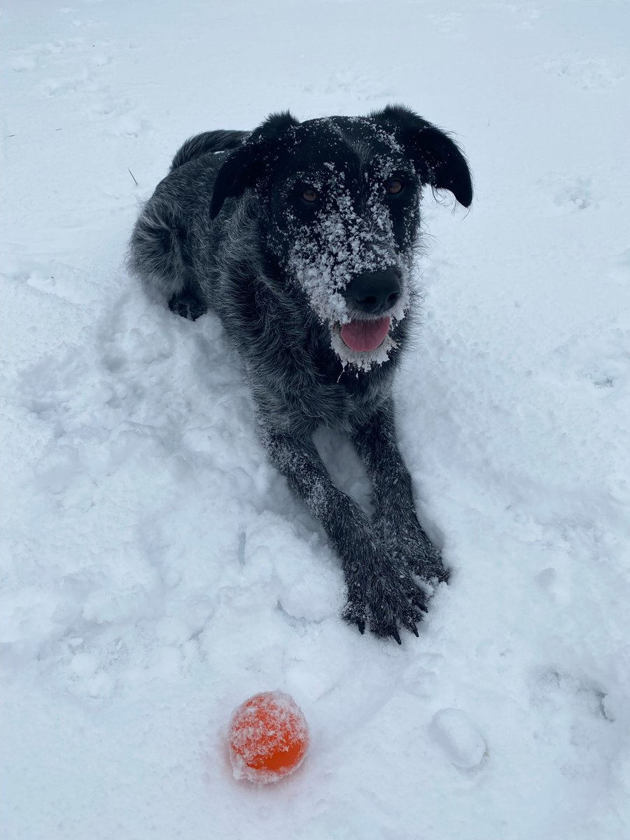 ChannelOhio's tweet image. We hope everyone has been enjoying the snow as much as our furry friends have! 🐾❄️