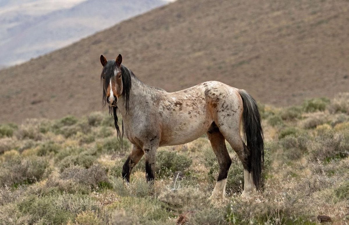 You lived in a time of #wildhorses. Remember them and tell their stories