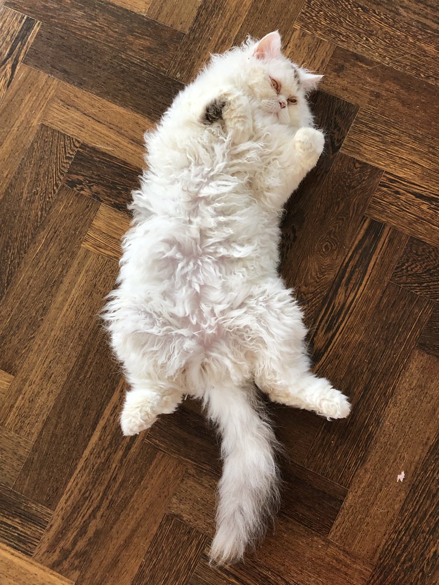 NinaCocoLonden's tweet photo. @CharleyBearThe1 You are gorgeous, there is no such thing as too much floof
Hello superfloof furriend
๐London
#superfloof
#teamfloof
#selkirkrex https://t.co/eR16FYojO7