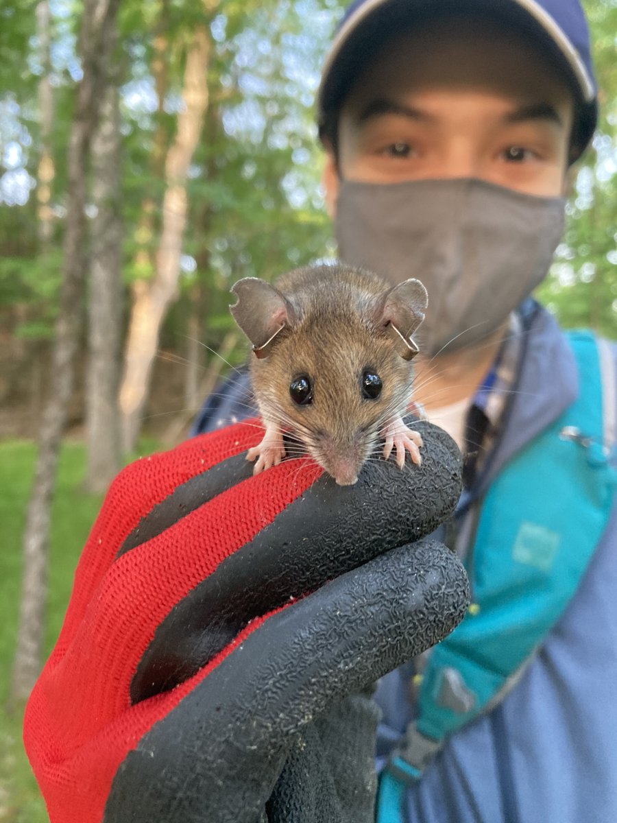 QUBioStation's tweet photo. #UpdatesFromTheField! Adam Duschene,  (B.ScH student @Bio_uOttawa) studied wild white footed mice as part of a long-term monitoring project with Dr. Careau's lab. The lab measured exploratory behaviours, metabolic rates, and sprint speeds each day in captured and tagged mice. https://t.co/tO1dxX5ZLY