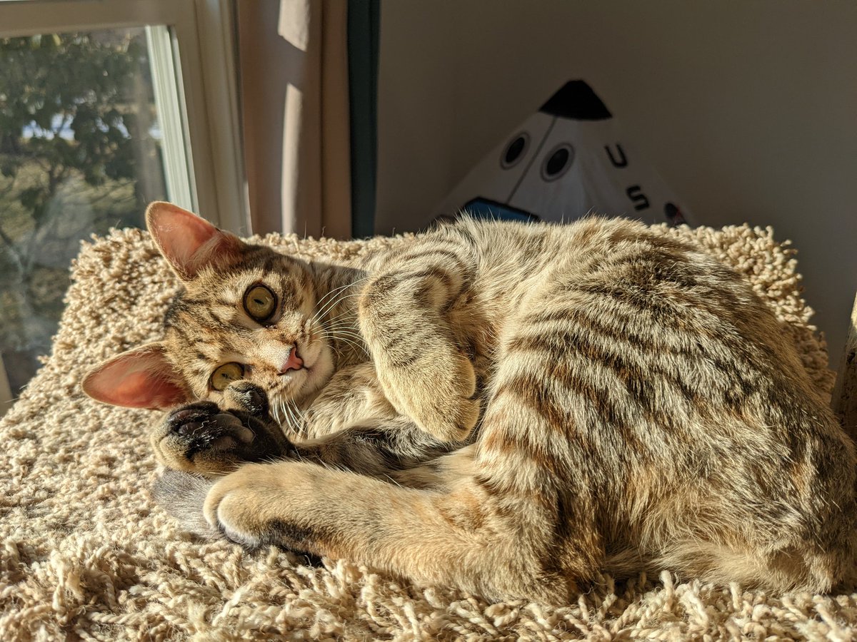 kitten_academy's tweet photo. I don't want to be the guy who only drops by Twitter when he needs something...  But Splotch is totally that kind of guy and still looking for an adooter.  Adoot now and get 2 extra beans! (*Terms and conditions may apply.) https://t.co/Nntuf2fONX
