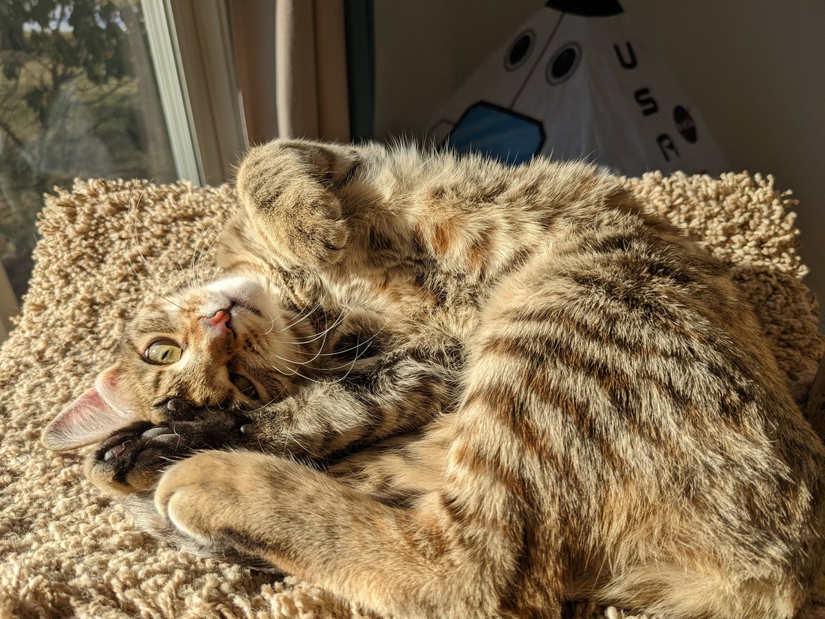 kitten_academy's tweet photo. I don't want to be the guy who only drops by Twitter when he needs something...  But Splotch is totally that kind of guy and still looking for an adooter.  Adoot now and get 2 extra beans! (*Terms and conditions may apply.) https://t.co/Nntuf2fONX