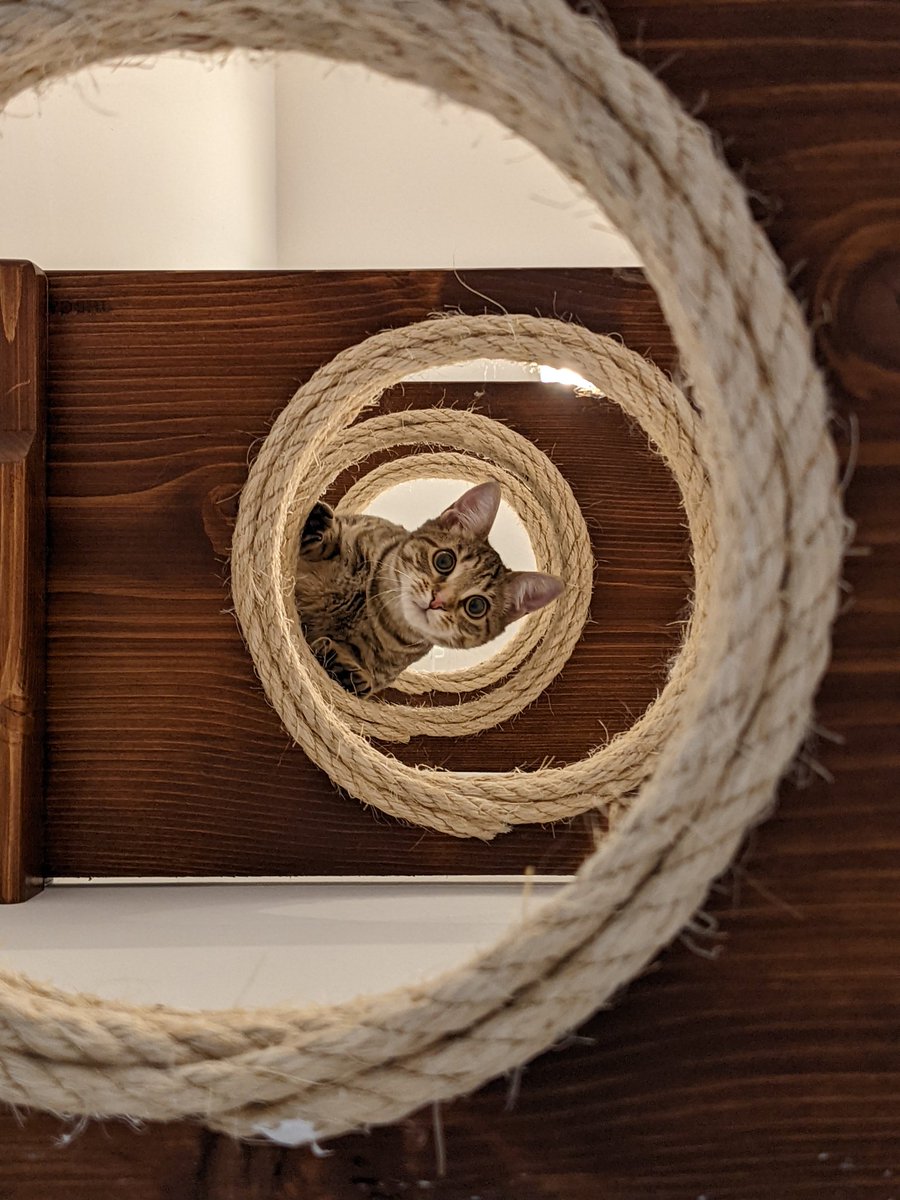 kitten_academy's tweet photo. I don't want to be the guy who only drops by Twitter when he needs something...  But Splotch is totally that kind of guy and still looking for an adooter.  Adoot now and get 2 extra beans! (*Terms and conditions may apply.) https://t.co/Nntuf2fONX