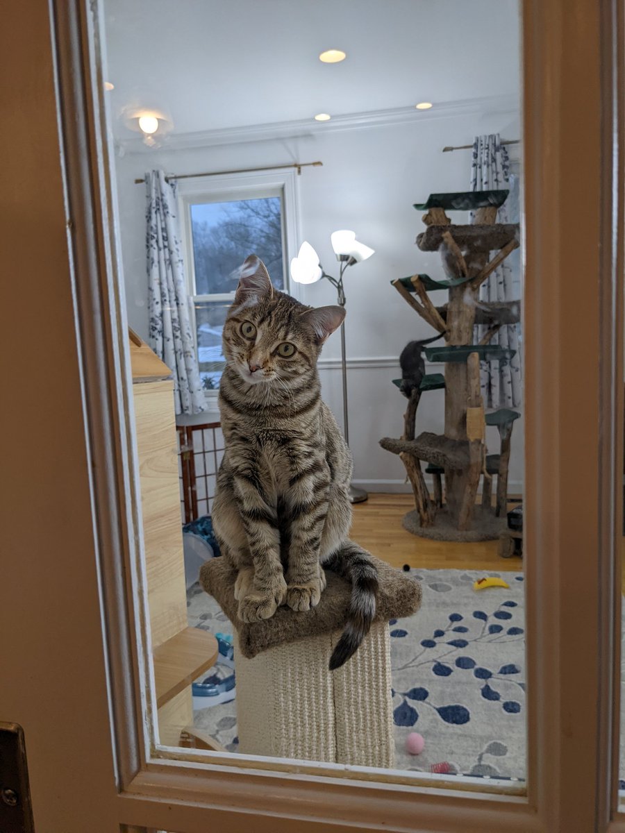 kitten_academy's tweet photo. I don't want to be the guy who only drops by Twitter when he needs something...  But Splotch is totally that kind of guy and still looking for an adooter.  Adoot now and get 2 extra beans! (*Terms and conditions may apply.) https://t.co/Nntuf2fONX