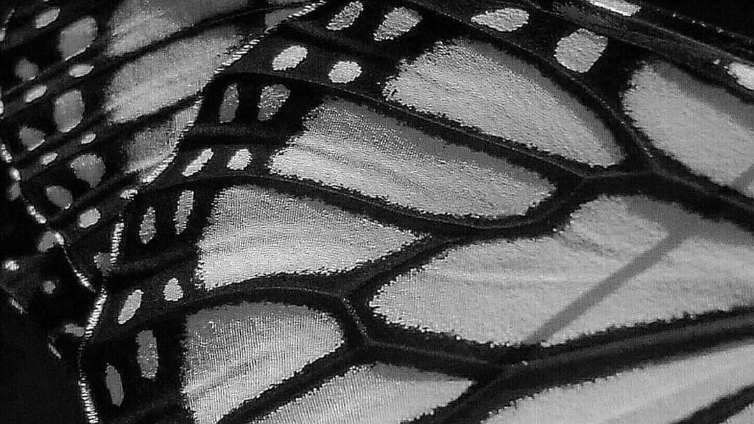 azocar_vicky's tweet photo. Lineas y Puntos #nature #blancoynegro #NFTs https://t.co/musqejrNip