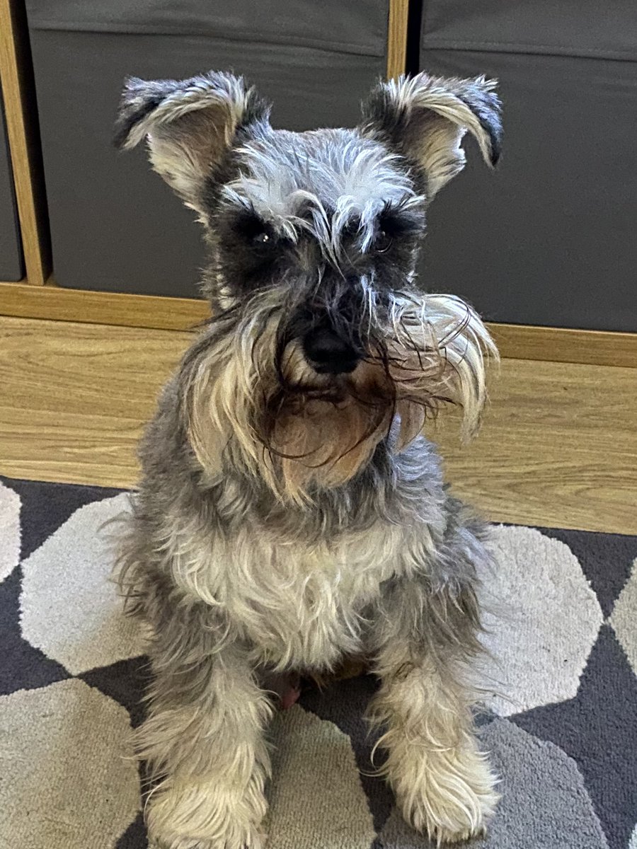 Wonky beard Alf 🙈groom next week 🙄