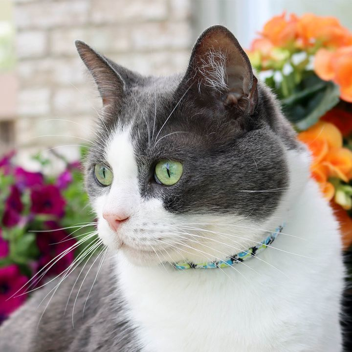 BayStatePet's tweet photo. Who's a purrty cat? https://t.co/1ipMdoesUM