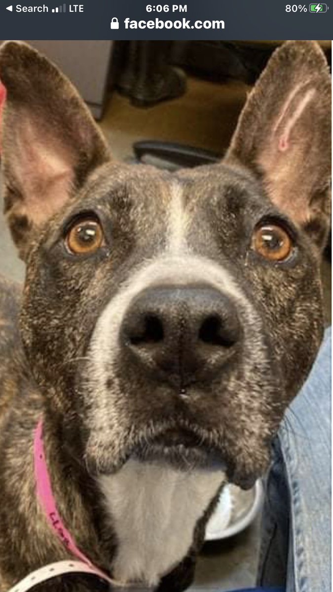 Look at me, please.  I needs a new home, adults only that takes care of me.  #SPARKLE In #TN <a href="/AdoptMas/">AdoptMAS</a> <a href="/MiddleTNNews/">Middle Tennessee News</a> <a href="/Tennessean/">Tennessean</a> <a href="/KnoxTNnews/">KnoxTNnews</a> SOS see my video