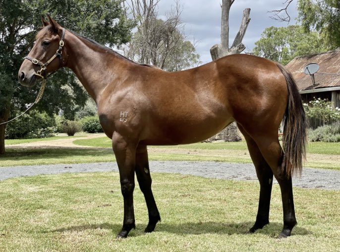 Dave Mee (@pinhookhorses) on Twitter photo Thankyou to <a href="/inglis_sales/">Inglis</a> for an absolutely fantastic week #Classic on all fronts.
Absolutely delighted with the week’s work
Huge thanks to clients and friends for your support ❤️🙏 🐎🚀
<a href="/Ourhorsesfly/">Flying Start Syndications</a> <a href="/PlatinumBRacing/">Platinum Breeding & Racing</a> <a href="/wilde_racing/">Wilde Racing</a> <a href="/dabernigracing/">Dabernig Racing</a> @evansracingroup <a href="/FBAA_agents/">Federation of Bloodstock Agents Australia</a> Thankyou to <a href="/inglis_sales/">Inglis</a> for an absolutely fantastic week #Classic on all fronts.
Absolutely delighted with the week’s work
Huge thanks to clients and friends for your support ❤️🙏 🐎🚀
<a href="/Ourhorsesfly/">Flying Start Syndications</a> <a href="/PlatinumBRacing/">Platinum Breeding & Racing</a> <a href="/wilde_racing/">Wilde Racing</a> <a href="/dabernigracing/">Dabernig Racing</a> @evansracingroup <a href="/FBAA_agents/">Federation of Bloodstock Agents Australia</a>
