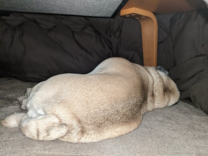 猫はこたつで丸くなるのtwitterイラスト検索結果