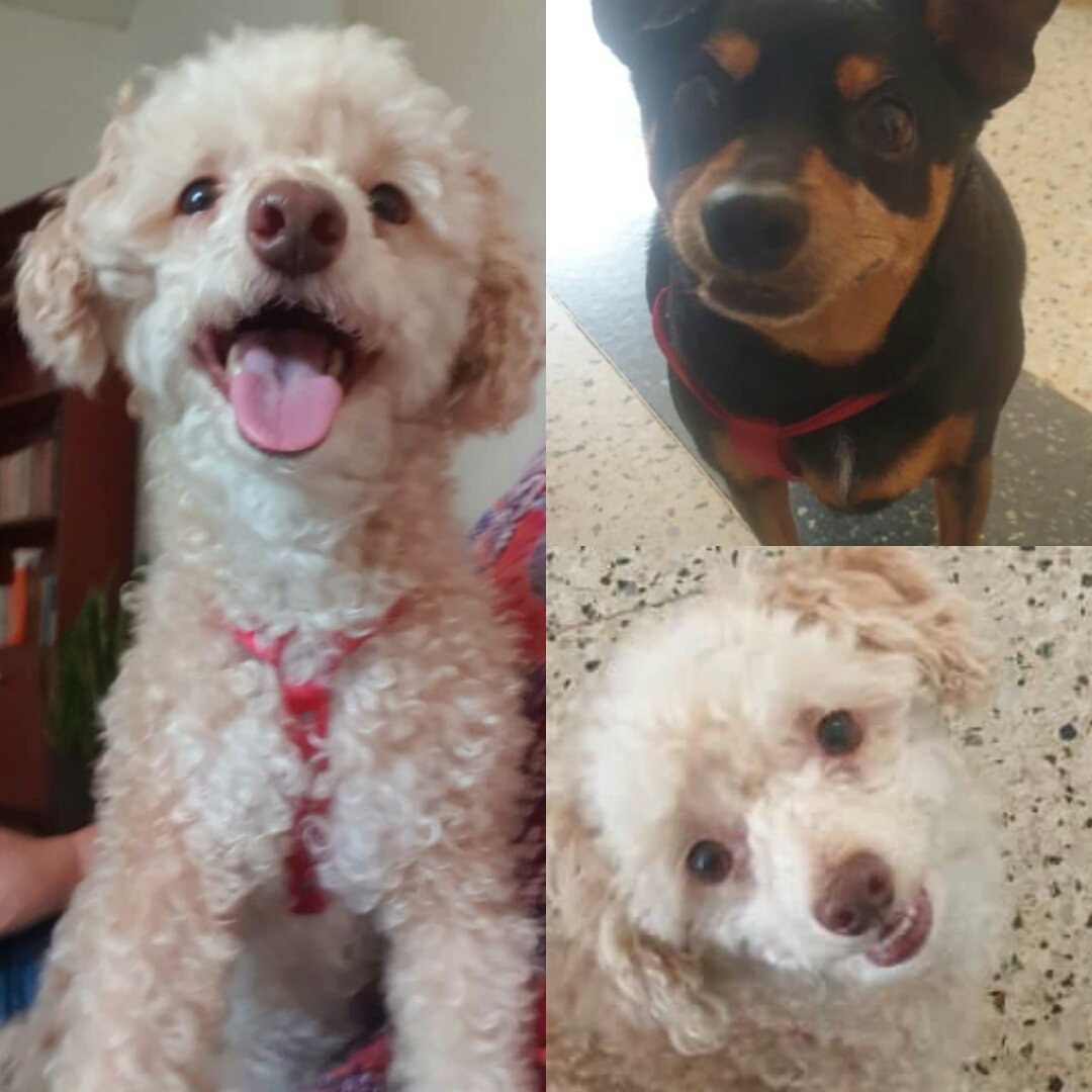 PerroUsuario's tweet photo. RT @eglesca: En Adopcion Sussy y Maria Patricia. Tienen 3 y 4 años. Muy dulces. No se entregan separadas ya q son muy pegadas una de la otra.Esterilizadas ambas. Solo hogares en Caracas y que puedan cubrir todas sus necesidades de por vida. 0414.398.89.24. https://t.co/TOWGNjXBAi