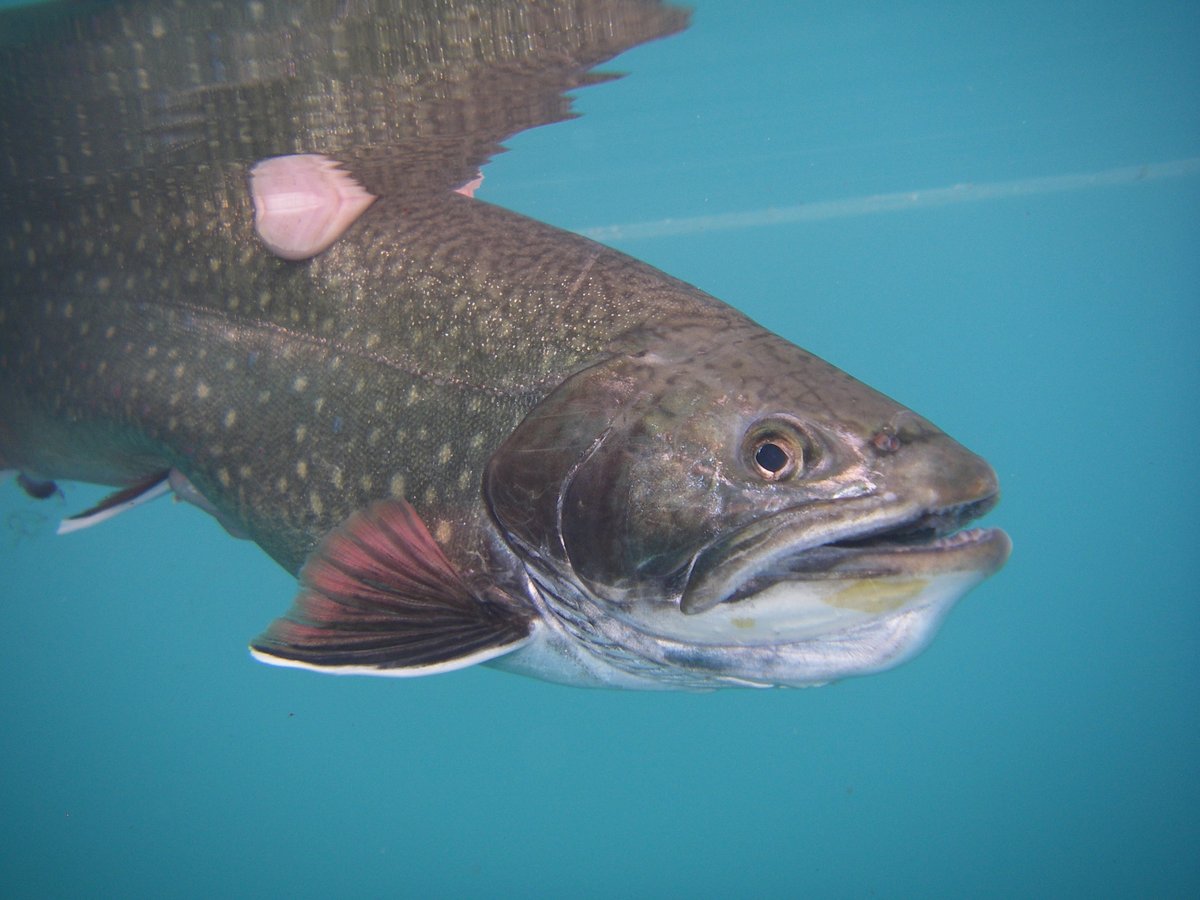 Phil Rowley Fly Fishing tweet media