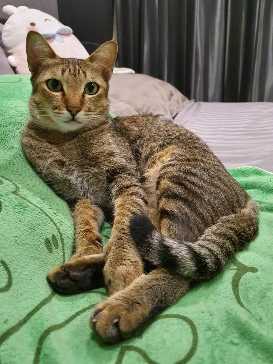 hweluckycheek's tweet image. พนง. J&amp;amp;T นอกจากโยนของ ส่งของช้า พูดจาไม่เข้าหูแล้ว ยังขโมยแมวลูกค้าด้วยโอ๊ย เจอตัวคนในคลิปแล้วแต่ยังหาน้องจ๋อยไม่เจอเลย 😥