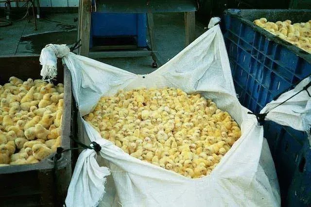 vegryn's tweet photo. This is the egg industry. 

These are male chicks that are about to be ‘disposed of’ by being dropped into a blender. https://t.co/WhnMDL5g2i