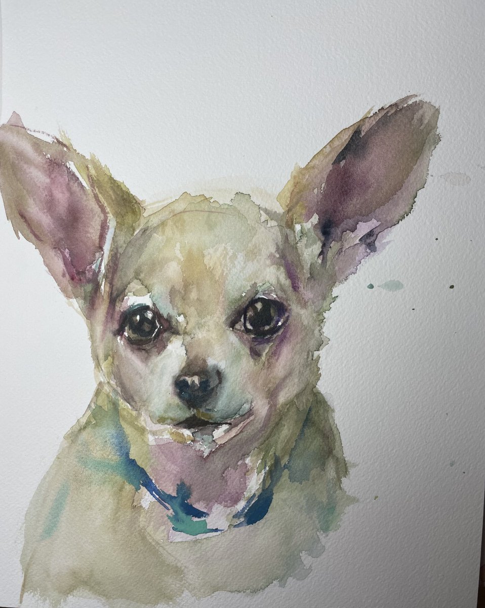 sashaspielberg's tweet photo. It’s the same dog https://t.co/Qy2ml0nH5D https://t.co/7Y0NeeSHIr
