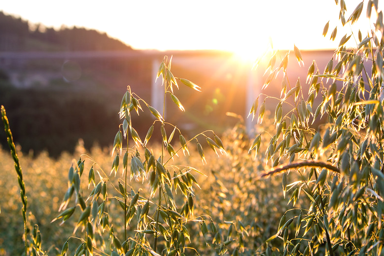 RyanDowes's tweet photo. sunshine
              #flickers
                             through
                                          #oats

#4wordspoet #vssnature #micropoetry #nature 🌾 https://t.co/eKwD6S9jC9