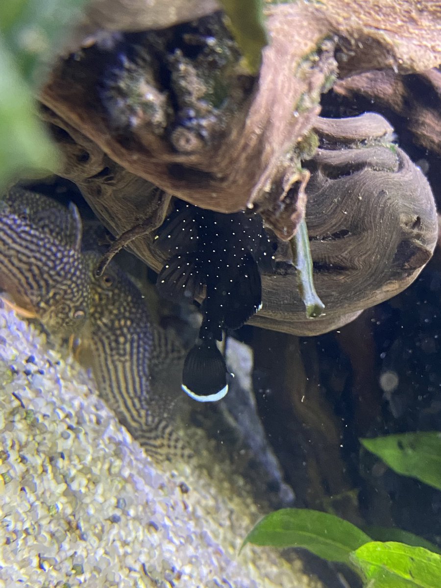 DominikaWalus's tweet photo. Towarzysz #L181 pepermint pleco jakby trochę urósł… https://t.co/uDoy5IP2Dr