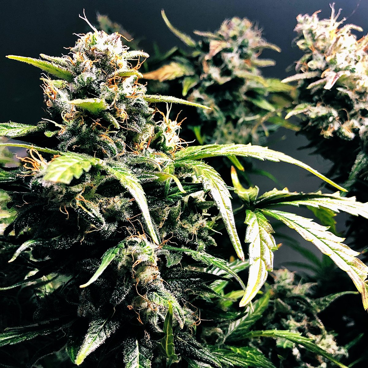 FixGrow's tweet photo. She told me today that she’s ready for 48-hours of dark isolation. It’s time ⏰
#NorthernBerry #StealthBox https://t.co/VCbAfjYwR2