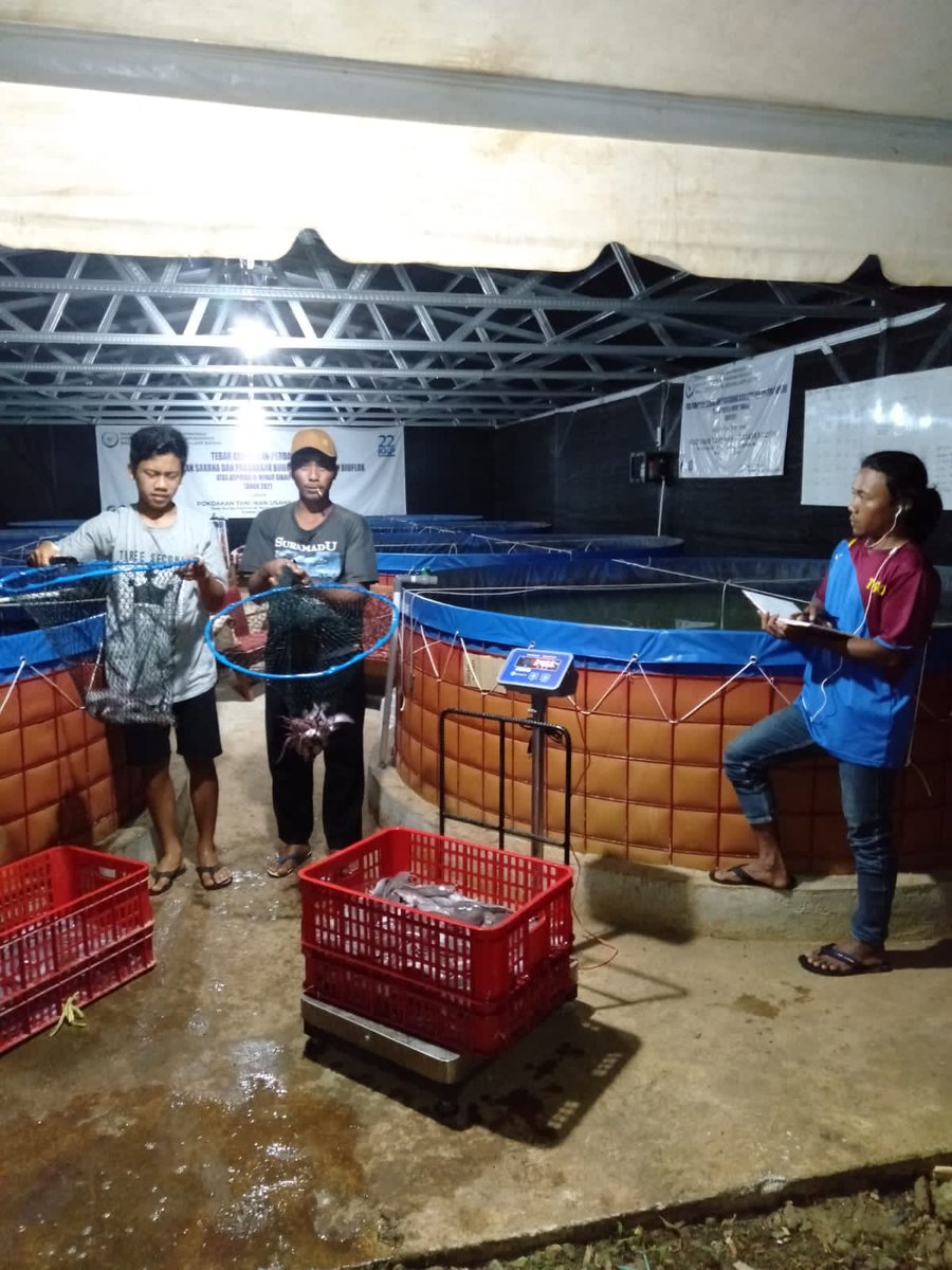 Susiloanto5's tweet photo. Rabu(09/02),susiloluhkankabmadiun,mendampingipanen parsial bioflok hibah kkp2021 dikelompok usaha Mandiri,3 kolam 650 kg,harga 16.000/kg,panen lele,Madiunkab
#luhlapor #GiatluhkansatminkalBwi @bppp_banyuwangi @puslatluhkp @brsdm_kp https://t.co/W2Ixr5Y4fm
