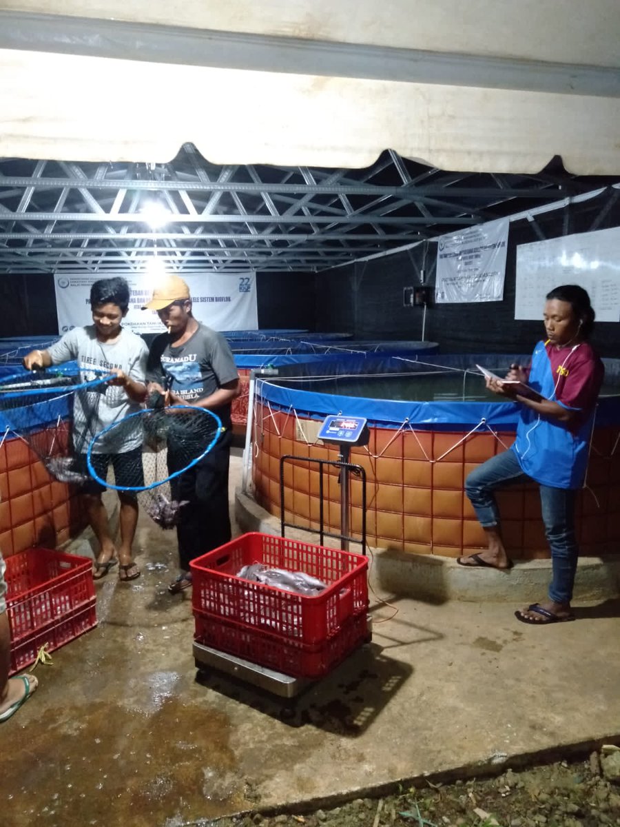 Susiloanto5's tweet photo. Rabu(09/02),susiloluhkankabmadiun,mendampingipanen parsial bioflok hibah kkp2021 dikelompok usaha Mandiri,3 kolam 650 kg,harga 16.000/kg,panen lele,Madiunkab
#luhlapor #GiatluhkansatminkalBwi @bppp_banyuwangi @puslatluhkp @brsdm_kp https://t.co/W2Ixr5Y4fm