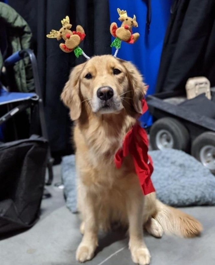 comfort for pizza dog stans (@comflucky) on Twitter photo 