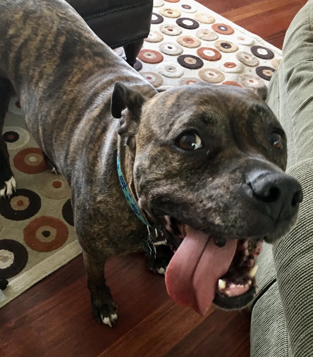 LMShor's tweet photo. @dog_rates @Trupanion Barney smiles with his tongue. https://t.co/l0tR8XxLGj