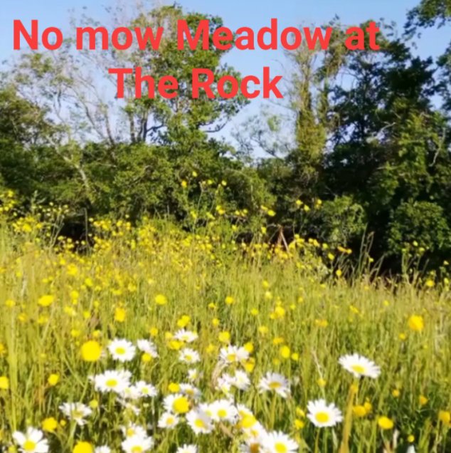 WildWoodstown's tweet photo. Fantastic news for Woodstown Village! We have received a grant from @CommunityFound for an ecologist to map, assess and advise on our #biodiversity habitats! Exciting times ahead with HUGE potential to help our wildlife! #biodiversityire #urbanwildlife #nativeirishtrees https://t.co/TebddtzAsb