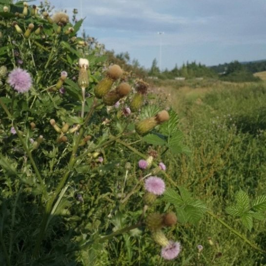 WildWoodstown's tweet photo. Fantastic news for Woodstown Village! We have received a grant from @CommunityFound for an ecologist to map, assess and advise on our #biodiversity habitats! Exciting times ahead with HUGE potential to help our wildlife! #biodiversityire #urbanwildlife #nativeirishtrees https://t.co/TebddtzAsb