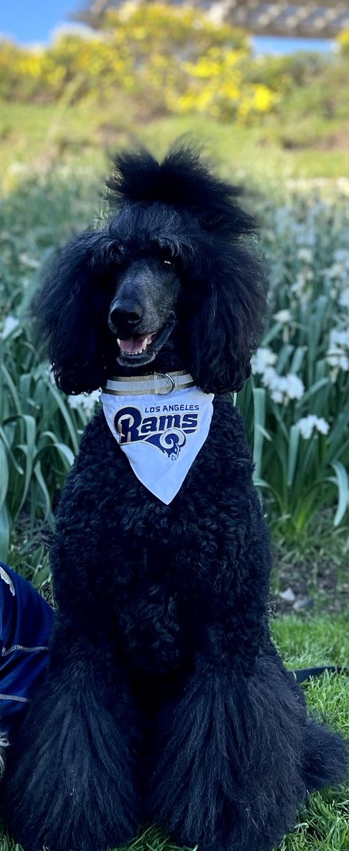 LAX PUP Therapy Dogs tweet media