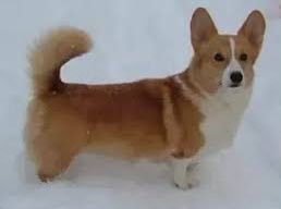 yellowdove07's tweet photo. Wtf some corgis have tails!? https://t.co/xo1P6cetqT