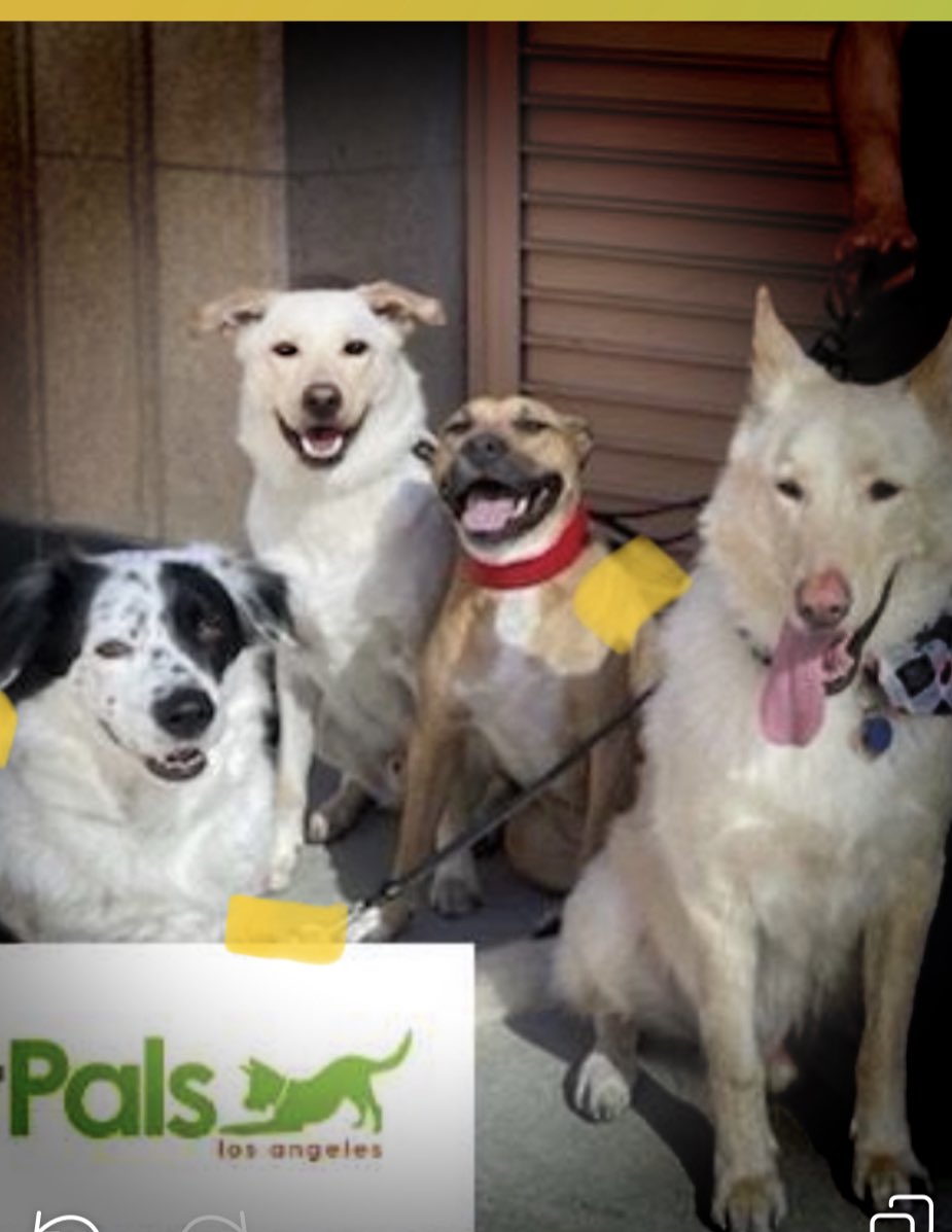 Boho_For_Life's tweet photo. My pawsome pack of Zombie hunters. Raaar for recruitmant✨ #ZSHQ #dogsoftwitter #bordercollie #AussieCollie #lovedogs https://t.co/H3xk3B0Phr