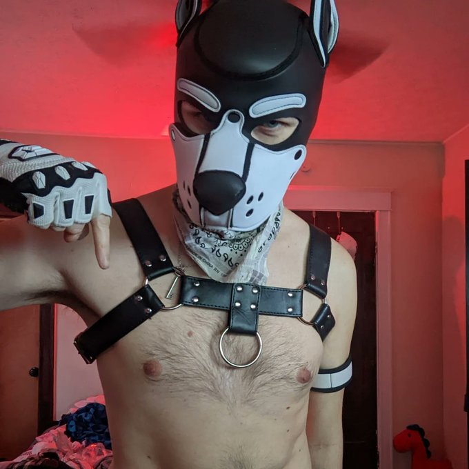 New hood for #PupPlay. Now bow 😈 #AlphaPup https://t.co/IyLYjyXoBF<a href="/tag/pupplay"class="tags">#PupPlay</a><a href="/tag/alphapup"class="tags">#AlphaPup</a>