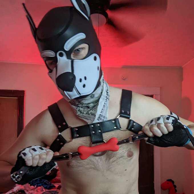 New hood for #PupPlay. Now bow 😈 #AlphaPup https://t.co/IyLYjyXoBF<a href="/tag/pupplay"class="tags">#PupPlay</a><a href="/tag/alphapup"class="tags">#AlphaPup</a>