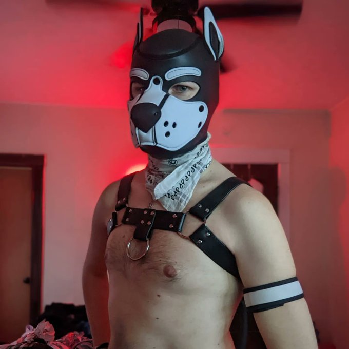 New hood for #PupPlay. Now bow 😈 #AlphaPup https://t.co/IyLYjyXoBF<a href="/tag/pupplay"class="tags">#PupPlay</a><a href="/tag/alphapup"class="tags">#AlphaPup</a>