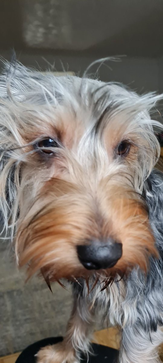 BonnieKobe's tweet image. Bad hair day today frens 🦔