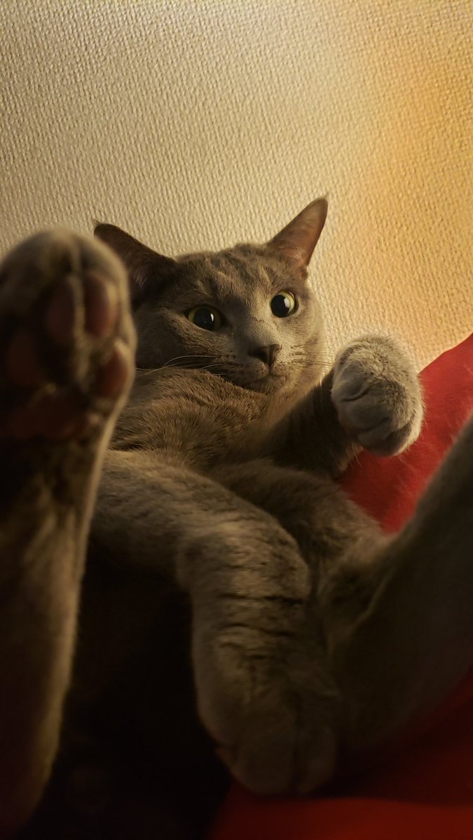 devilkillertype's tweet image. ヌシ　「関東、雪です。」

ニル　「……　ヌシくん！　悲しい事が起こるのも、生きてれば当たり前の事なのだよ。」

ニル　「先輩が後輩に最後教える事は、悲しみの乗り越え方なんだって、悲しみの軽減ではなく、慈しみを持って感謝で送ろうって事…。元気だせ！」

と、多分諭された(笑)