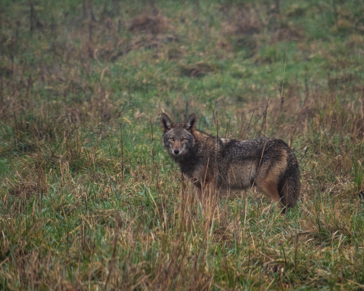 CarnationFarms's tweet photo. A pretty cool #wildlife sighting in our upland pastures. #snoqualmievalley https://t.co/X2MgLoJhSm