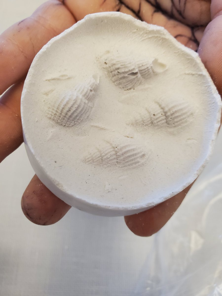 maurymathies's tweet photo. My 3rd grade Paleontologists made fossils. Amazing finished products. @MauryElementary @principalhpc https://t.co/NxqEHlzgyy