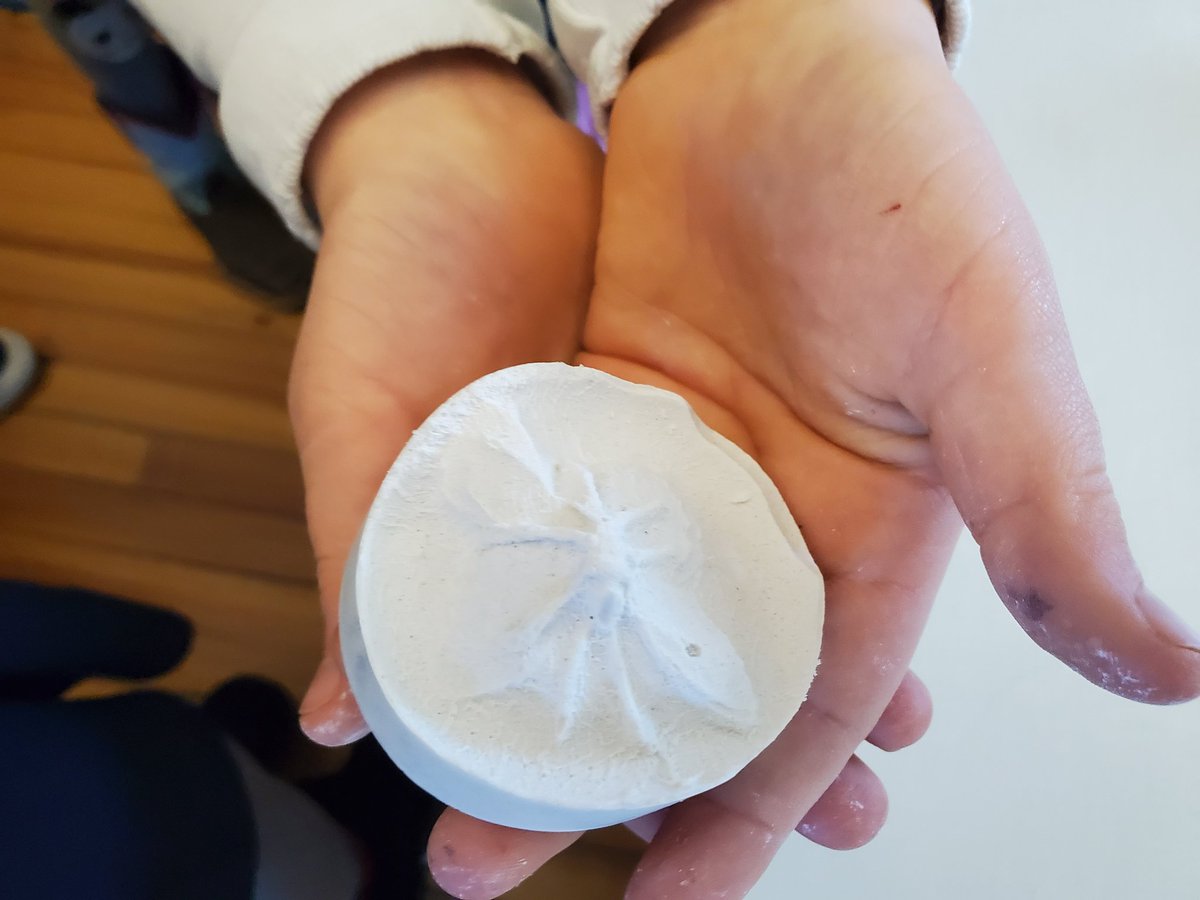 maurymathies's tweet photo. My 3rd grade Paleontologists made fossils. Amazing finished products. @MauryElementary @principalhpc https://t.co/NxqEHlzgyy
